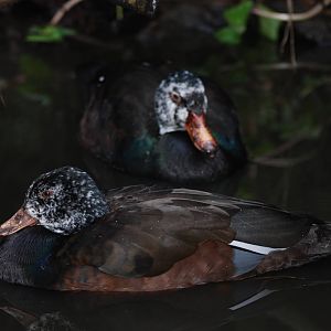 White-winged Wood Ducks at Bristol, 06/02/12