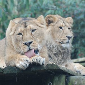 Asian Lions at Bristol, 06/02/12