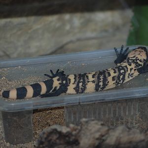 Reticulate Gila Monster Hatchling at Bristol, 06/02/12