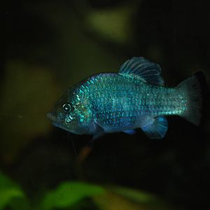 Potosi Pupfish at Bristol, 06/02/12