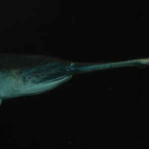 American Paddlefish at Bristol, 06/02/12