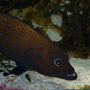 Blue-spotted Grouper at Bristol, 06/02/12