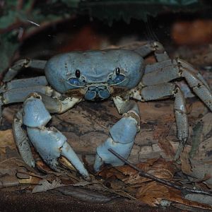 Christmas Island Blue Crab at Bristol, 06/02/12