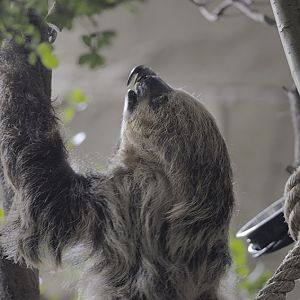 Linnes two-toed sloth