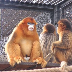 Chinese snub-nosed monkey/ Rhinopithecus roxellana