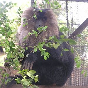 Lion-tailed macaque/ Macaca silenus