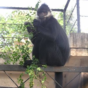 Francois` monkey/ Trachypithecus francoisi