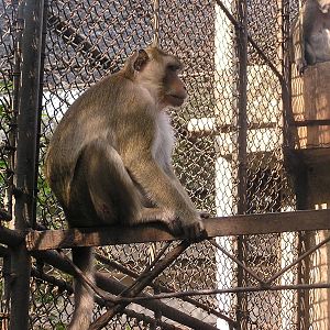 Crab-eating macaque/ Macaca fascicularis