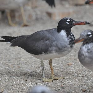Red Sea black-headed gull  / Larus leucophthalmus /
