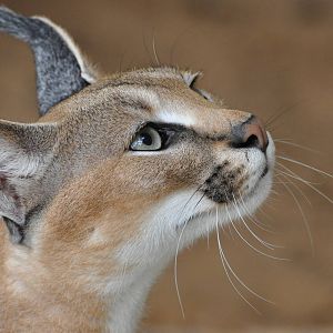 Caracal lynx/ Caracal caracal caracal