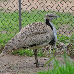 Houbara  / Chlamydotis undulata /
