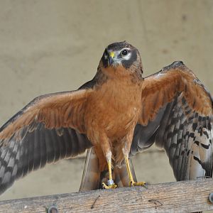 Montagu's harrier/ Circus pygargus