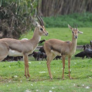 Palestine gazelle/ Gazella gazella gazella