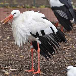 White stork/ Ciconia ciconia
