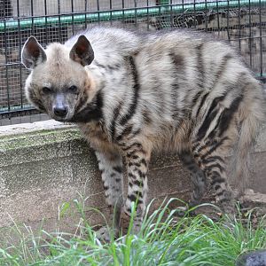 Syrian striped hyaena/ Hyaena hyaena syriaca
