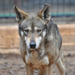 Israeli wolf/ Canis lupus arabs