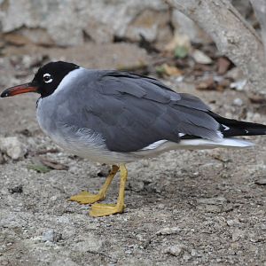 Red Sea black-headed gull/ Larus leucophthalmus