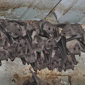 Egyptian fruit bat/ Rousettus aegyptiacus
