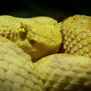 Eyelash Viper - 15/02/2012