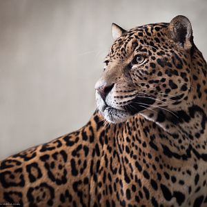 Jaguar - 11/02/2012