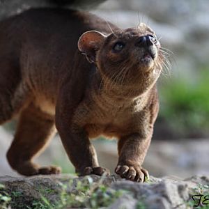 fossa - Feb 2012