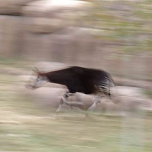 okapi walking - Feb 21012