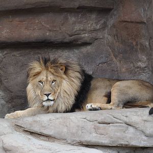 Lion/ Panthera leo