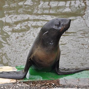 Northern fur seal/ Callorhinus ursinus