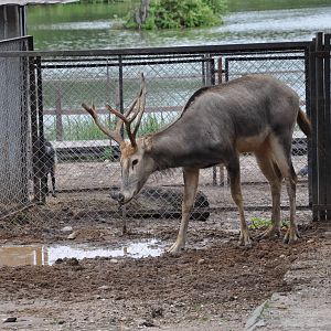 Pere David`s deer/ Elaphurus davidianus