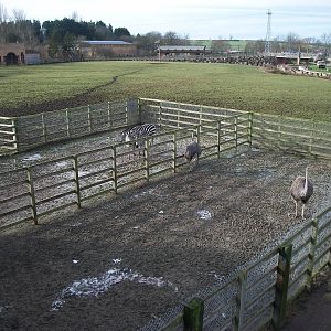 Zebra and Ostrich yards 17th February 2012