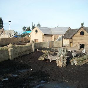 Warthog exhibit 17th February 2012, Visayan Warty Pigs to left