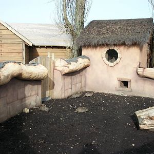 Banded Mongoose exhibit 17th February 2012