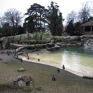 Penguin Pool 17th February 2012