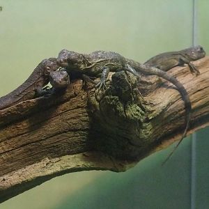 Utilan Spiny-tailed Iguanas at Bristol, 06/02/12