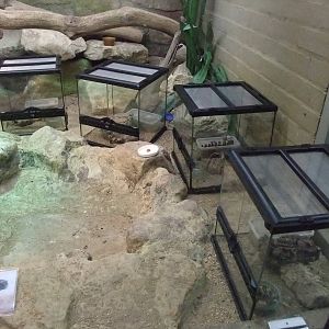 Gila Monster Exhibit at Bristol, 06/02/12