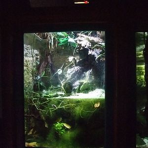 Pupfish Exhibit at Bristol, 06/02/12