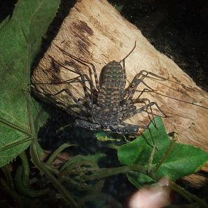 Banded Tailless Whipscorpion at Bristol, 06/02/12