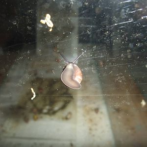 Raiatean Tree Snail at Bristol, 06/02/12