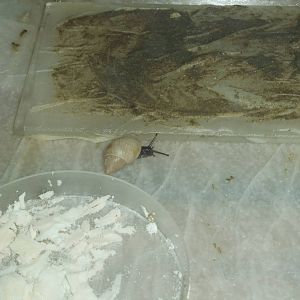 Tevaitoan Tree Snail at Bristol, 06/02/12