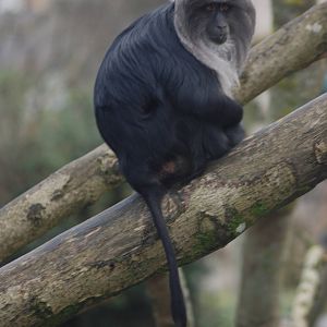 Lion-tailed Macaque at Bristol, 06/02/12