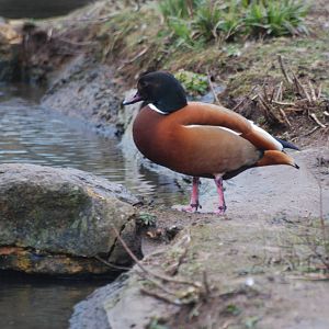 Hybrid Shelduck at Bristol, 06/02/12