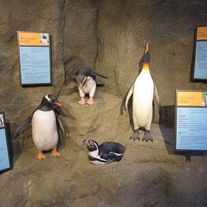 Penguin Plunge Sneak Peak February 16th