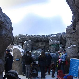 Penguin Plunge Sneak Peak February 16th