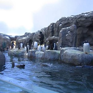 Penguin Plunge Sneak Peak February 16th