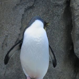 Penguin Plunge Sneak Peak February 16th