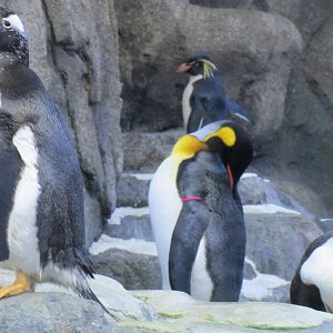 Penguin Plunge Sneak Peak February 16th