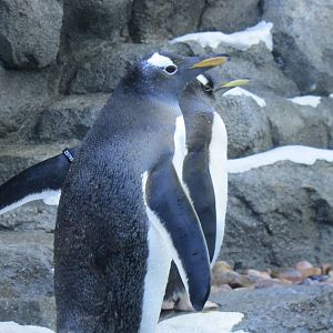 Penguin Plunge Sneak Peak February 16th