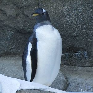 Penguin Plunge Sneak Peak February 16th