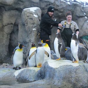 Penguin Plunge Sneak Peak February 16th