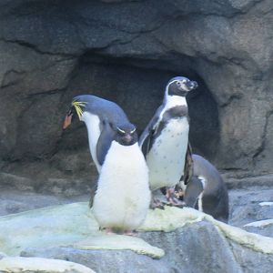 Penguin Plunge Sneak Peak February 16th